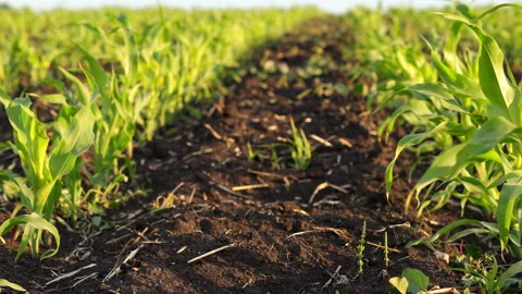A Field of Young Corn at Sunset Stock Footage 244697800
