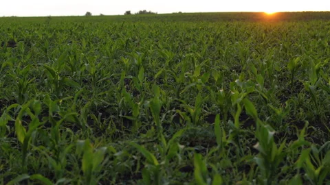 A Field of Young Corn at Sunset Stock Footage 244700088