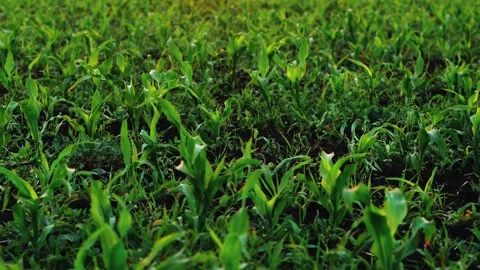A Field of Young Corn at Sunset Stock Footage 244700200