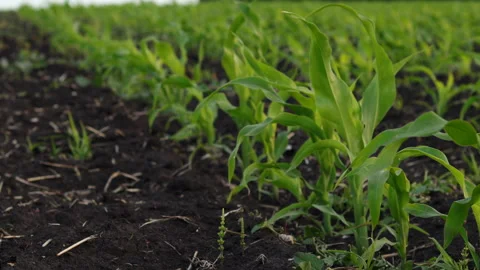 A Field of Young Corn at Sunset Stock Footage 244711717