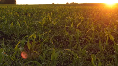 A Field of Young Corn at Sunset Stock Footage 244773233