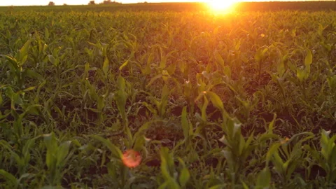 A Field of Young Corn at Sunset Stock Footage 244773283