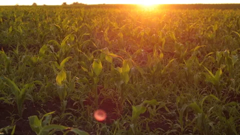 A Field of Young Corn at Sunset Stock Footage 244773344
