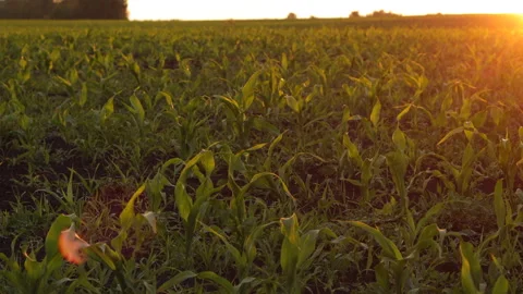 A Field of Young Corn at Sunset Stock Footage 244773351