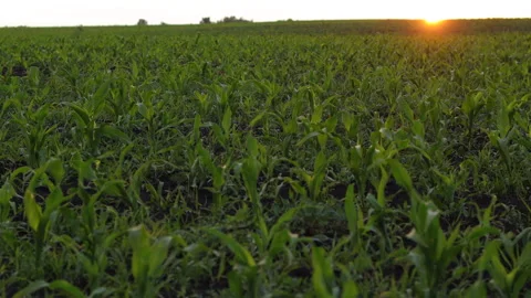 A Field of Young Corn at Sunset Stock Footage 244773686