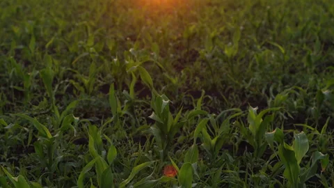 A Field of Young Corn at Sunset Stock Footage 244773733