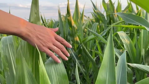 Field of young corn in which you want to get lost. Stock Footage 157093636