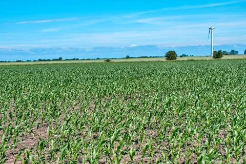 Field of young corn with windmill in the background Foto stock