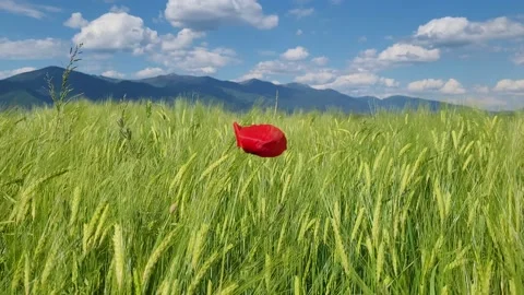 Field with young grain and red poppy flower. Video stock 196106072