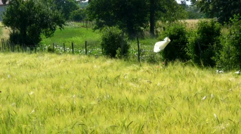 Field of young grain Stock Footage 840639