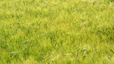 Field of young grain Stock Footage 840710