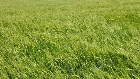 Field with young grain in the wind Video stock 196105875