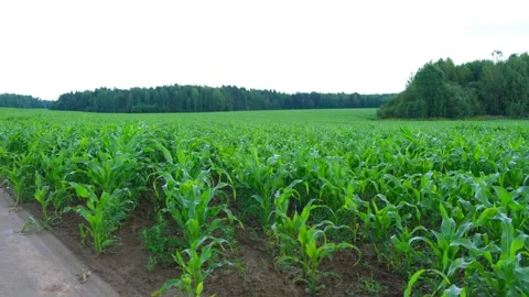 Field of young green corn in the rain. Cloudy day. Countryside road in the field Stock Footage 130848250