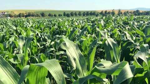 Field with young green corn stalks Stock Footage 277871580