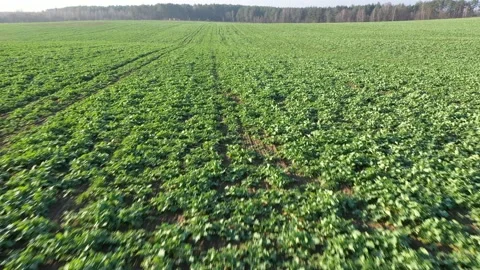A field of young green rapeseed in the fall. Video stock 119918761
