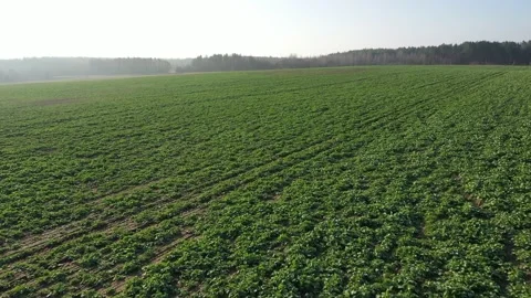 A field of young green rapeseed in the fall. Video from a quadrocopter Stock Footage 119919286