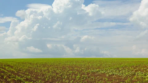 Field with young green sprouts time lapse scene Stock Footage 295927285