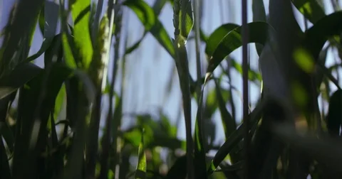 A field of young green wheat Stock Footage 76621768