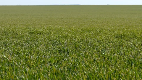 Field of young green wheat Stock Footage 128105759