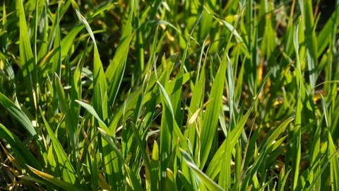 Field of young green wheat Stock Footage 128108709
