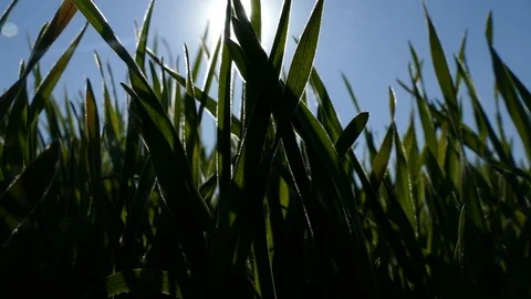 Field of young green wheat Stock Footage 128108858