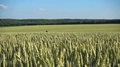 Field with young green wheat. Stock Footage 197977474