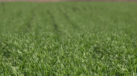 Field of young, green wheat in the wind. Stock Footage 43157863