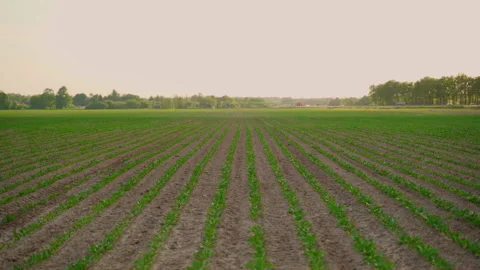 Field of young growing beetroot at sunset. Warm sunset light Stock Footage 155195110