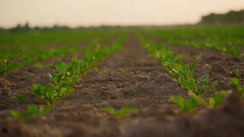 Field of young growing beetroot at sunset closeup. Warm sunset light Stock Footage 155197196