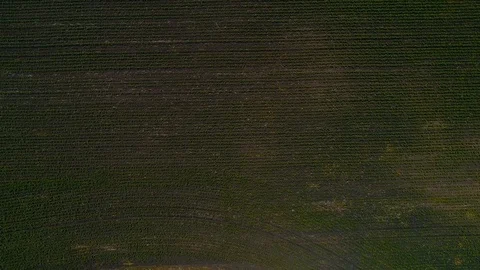 A field with a young growing green corn sprouts texture from the air. Stock Footage 124911885