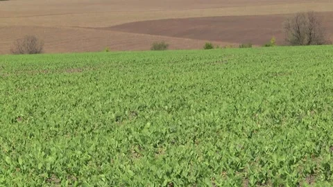 Field of young peas in early spring Stock Footage 146370054