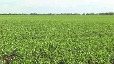 Field of young peas in early spring Stock Footage 146370056
