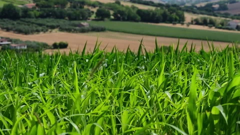 Field of young plants of corn Stock-Footage 135674324