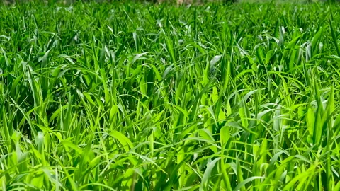 Field of young plants of corn Stock Footage 135674342