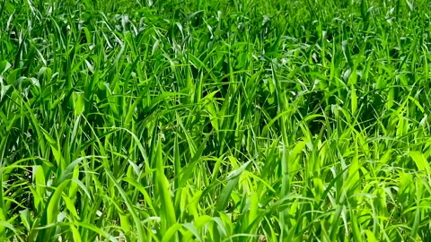Field of young plants of corn Stock-Footage 135674359