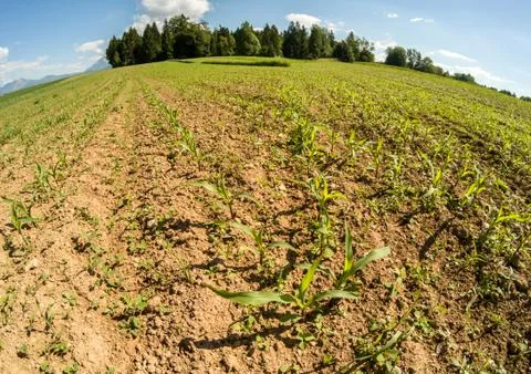 Field with young plants Stock Photos