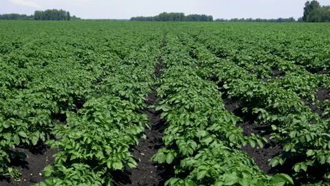 A field of young potatoes Stock Footage 295292594