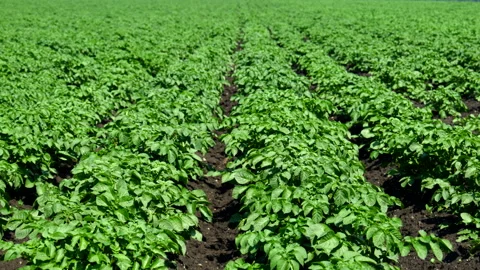 A field of young potatoes Stock Footage 295293968
