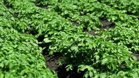 A field of young potatoes Stock Footage 295295057