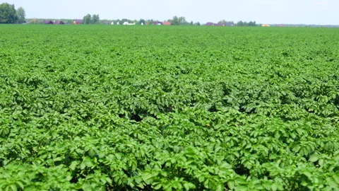 A field of young potatoes Stock Footage 295295817