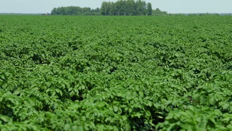 A field of young potatoes Stock Footage 295295988