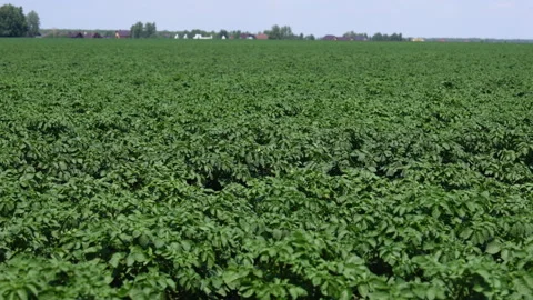 A field of young potatoes Stock Footage 295296701