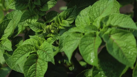 A field of young potatoes Stock Footage 295301669