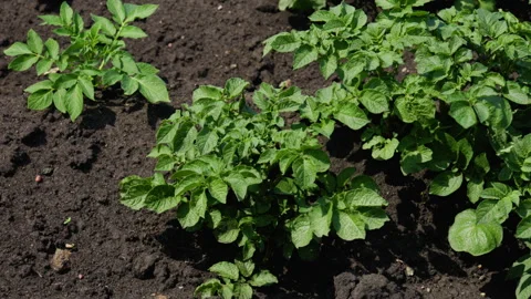 A field of young potatoes Stock Footage 295309614