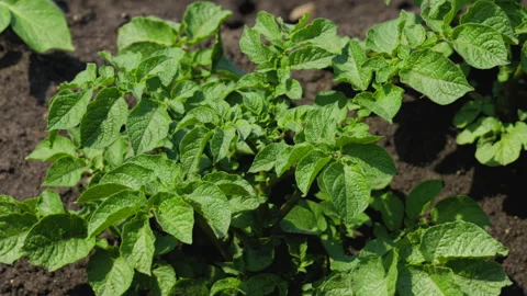 A field of young potatoes Stock Footage 295309777