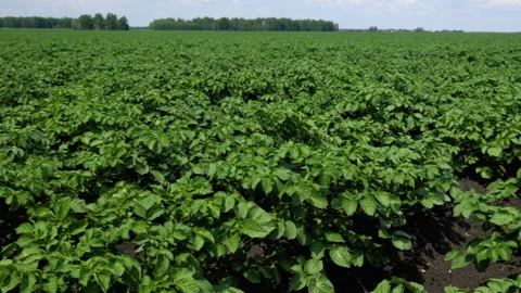 A field of young potatoes Stock Footage 295310876