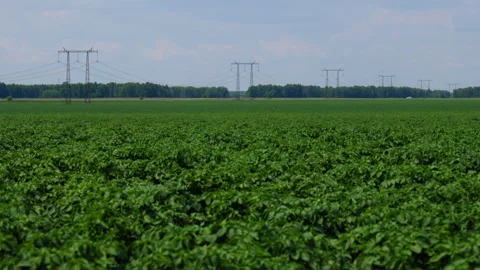 A field of young potatoes Stock Footage 295310901