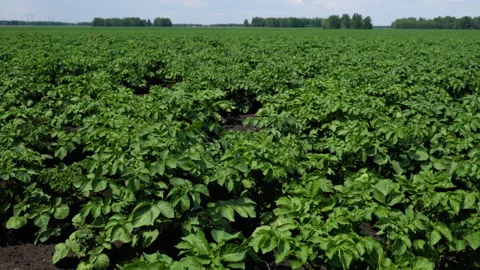 A field of young potatoes Stock Footage 295311913