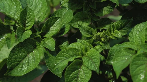 A field of young potatoes Stock Footage 295311978