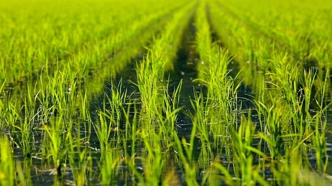Field of young rice sprouts. Stock Footage 98925599